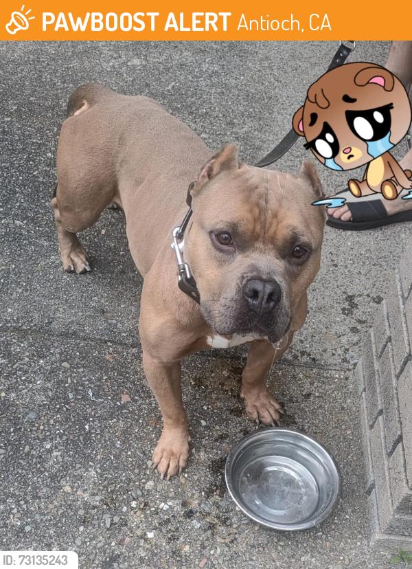 Found/Stray Male Dog last seen Terrace view Ave Antioch, Antioch, CA 94531