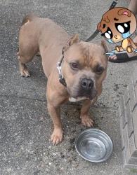 Found/Stray Male Dog last seen Terrace view Ave Antioch, Antioch, CA 94531