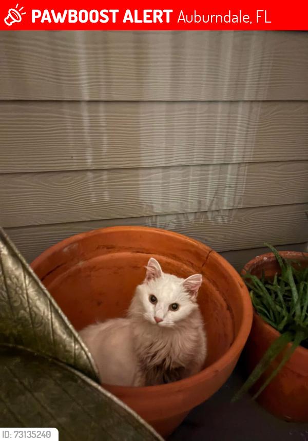 Lost Male Cat last seen Kristina ct, Auburndale, FL 33823