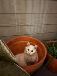 Lost Male Cat last seen Kristina ct, Auburndale, FL 33823