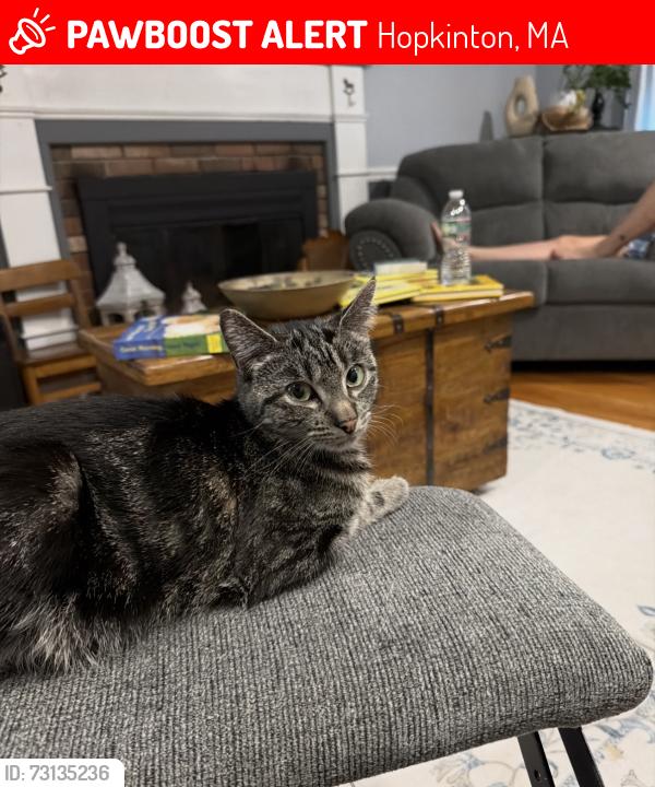 Lost Female Cat last seen Fruit Street, Huckleberry Road, Roosevelt Lane, Hopkinton, MA 01748
