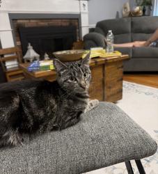 Lost Female Cat last seen Fruit Street, Huckleberry Road, Roosevelt Lane, Hopkinton, MA 01748