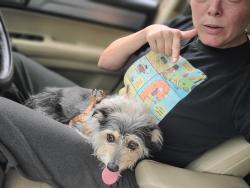 Reunited Female Dog last seen East Neill St and 6th Street Lillington, NC, Lillington, NC 27546