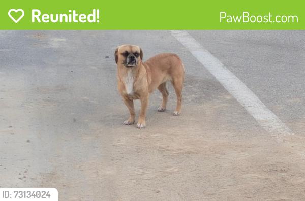 Reunited Female Dog last seen Near Goshen Avenue, Visalia, CA 93291