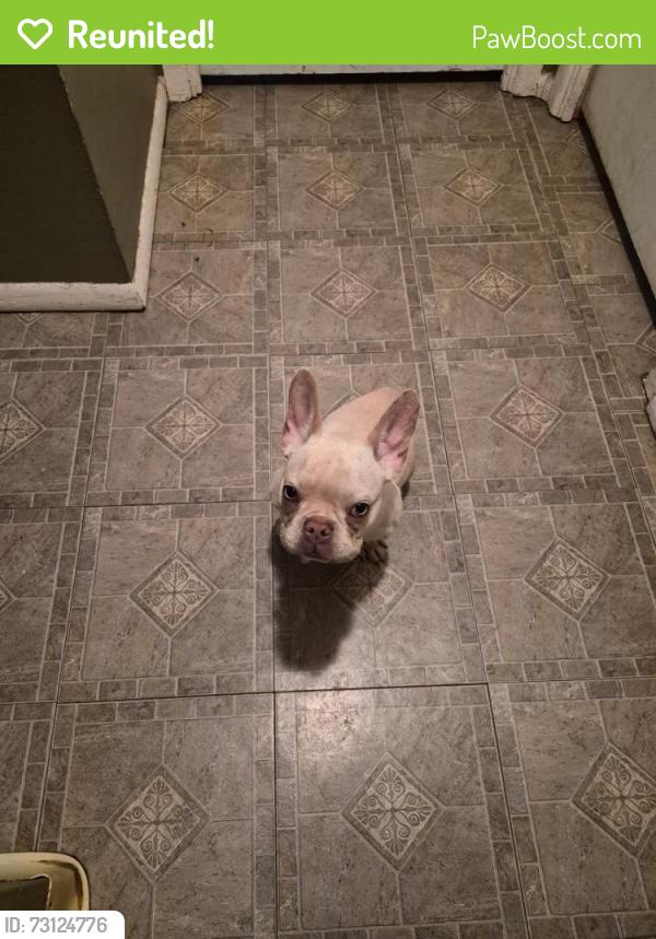 Reunited Female Dog last seen e 52nd st, Indianapolis, IN 46226