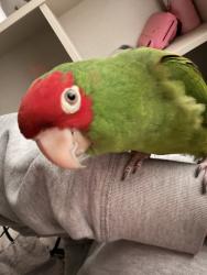 Lost Female Bird last seen Maple rain ct, Harris County, TX 77449