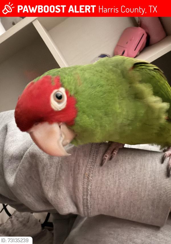 Lost Female Bird last seen Maple rain ct, Harris County, TX 77449