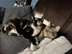 Lost Female Cat last seen Tupelo park, Citrus Heights, CA 95621