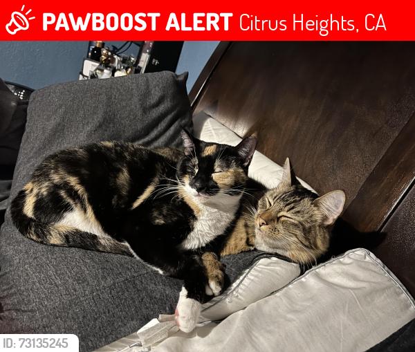 Lost Female Cat last seen Tupelo park, Citrus Heights, CA 95621