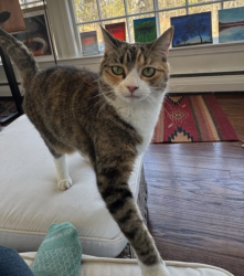Reunited Female Cat last seen end of Sheldon road, left off aumick road, Wallkill, NY 12589