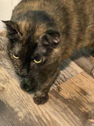 Found/Stray Unknown Cat last seen Inside Denali on Erie and rainbow, Las Vegas Valley, NV 89183