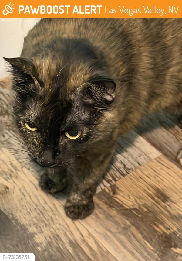 Found/Stray Unknown Cat last seen Inside Denali on Erie and rainbow, Las Vegas Valley, NV 89183