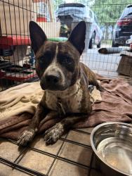 Reunited Male Dog last seen Falvel Dr/Acorn Springs, Harris County, TX 77389