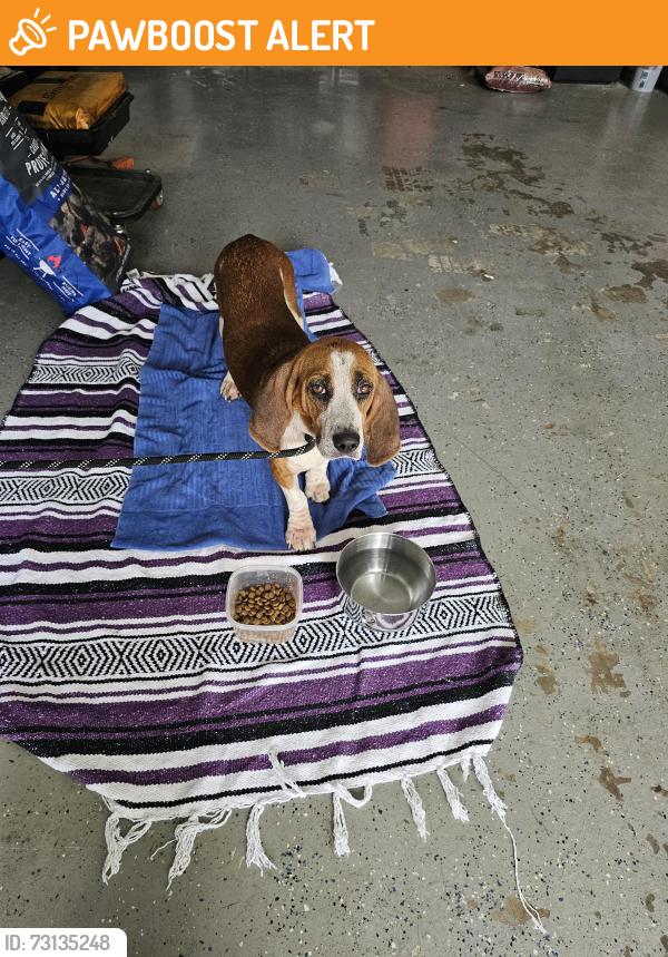 Found/Stray Female Dog last seen Hobbysville road, Spartanburg County, SC 29376