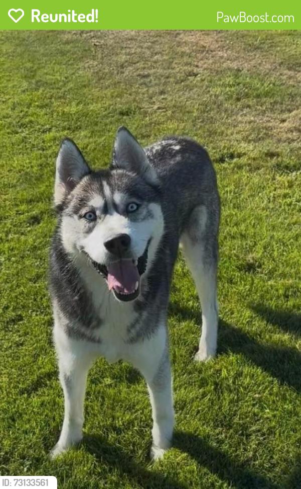 Reunited Male Dog last seen Henson court, Sedro Woolley, Sedro-Woolley, WA 98284