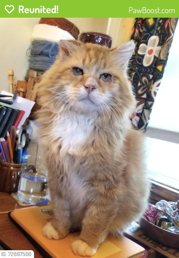 Reunited Male Cat last seen Hawthorne Park, Madison WI, Madison, WI 53704