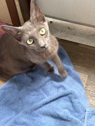 Found/Stray Female Cat last seen Grand Oaks, Weirsdale, FL 32195