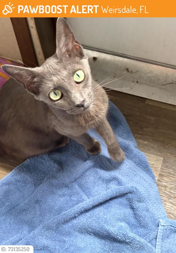 Found/Stray Female Cat last seen Grand Oaks, Weirsdale, FL 32195