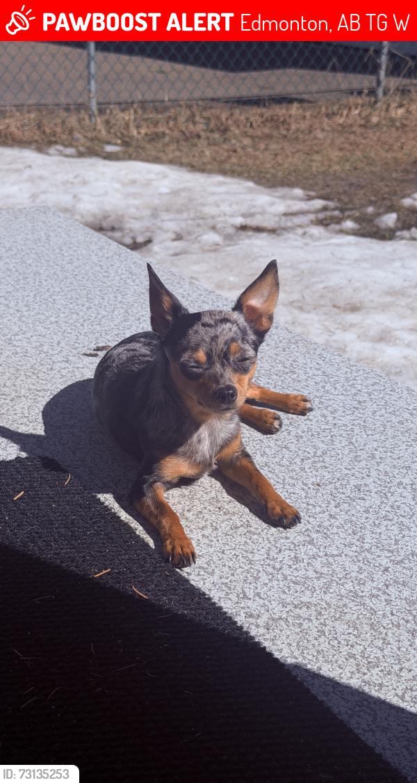 Lost Female Dog last seen 95A street NW, Edmonton, AB T5G 1W3