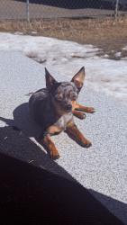 Lost Female Dog last seen 95A street NW, Edmonton, AB T5G 1W3