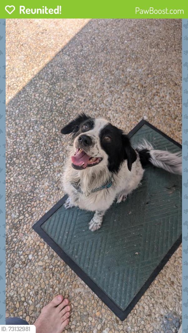 Reunited Female Dog last seen San Pedro and Lynwood, San Antonio, TX 78212