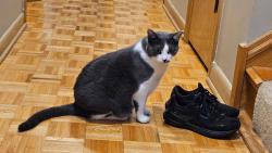 Reunited Female Cat last seen Near Sullivan Park, Oak Lawn, IL 60453