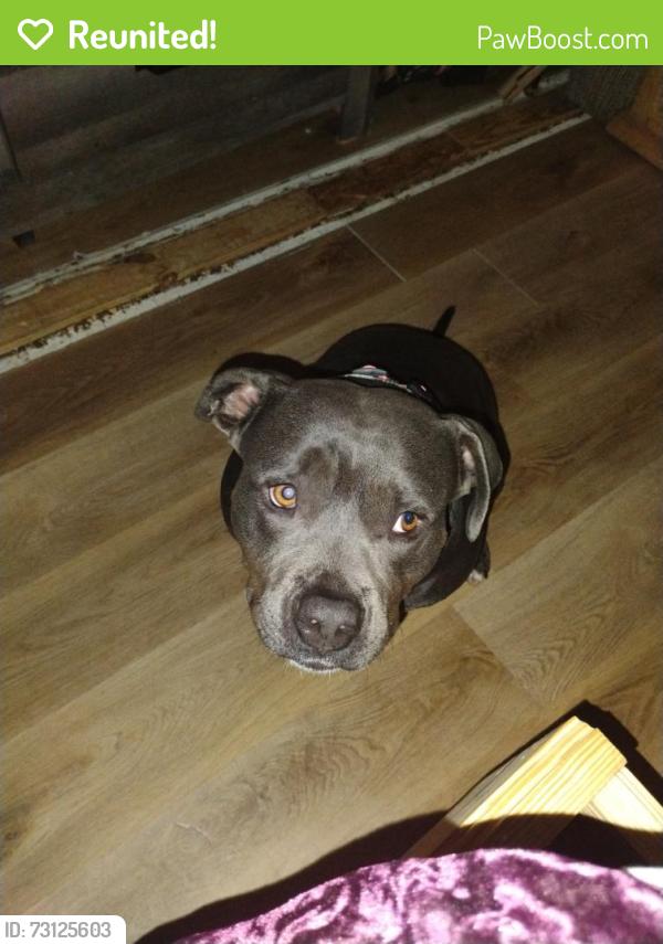 Reunited Female Dog last seen Alameda Rd, Fort Worth, TX 76020, USA, Fort Worth, TX 76020