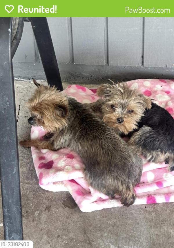Reunited Female Dog last seen Balzar Ave and Micheal way, Las Vegas, NV 89108