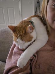 Lost Male Cat last seen Jordan landing, West Jordan, UT 84084