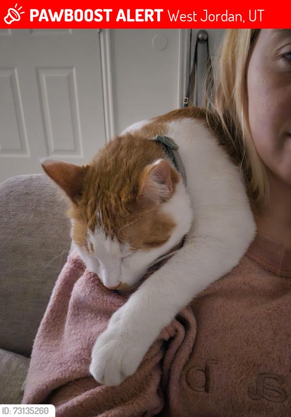 Lost Male Cat last seen Jordan landing, West Jordan, UT 84084