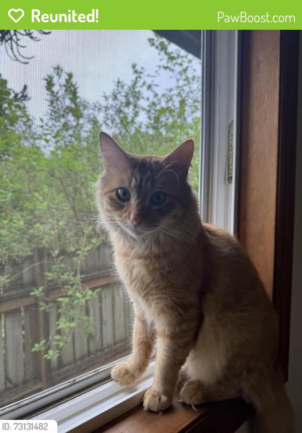 Reunited Male Cat last seen S 133rd st and 32nd ave S, Tukwila, WA 98168