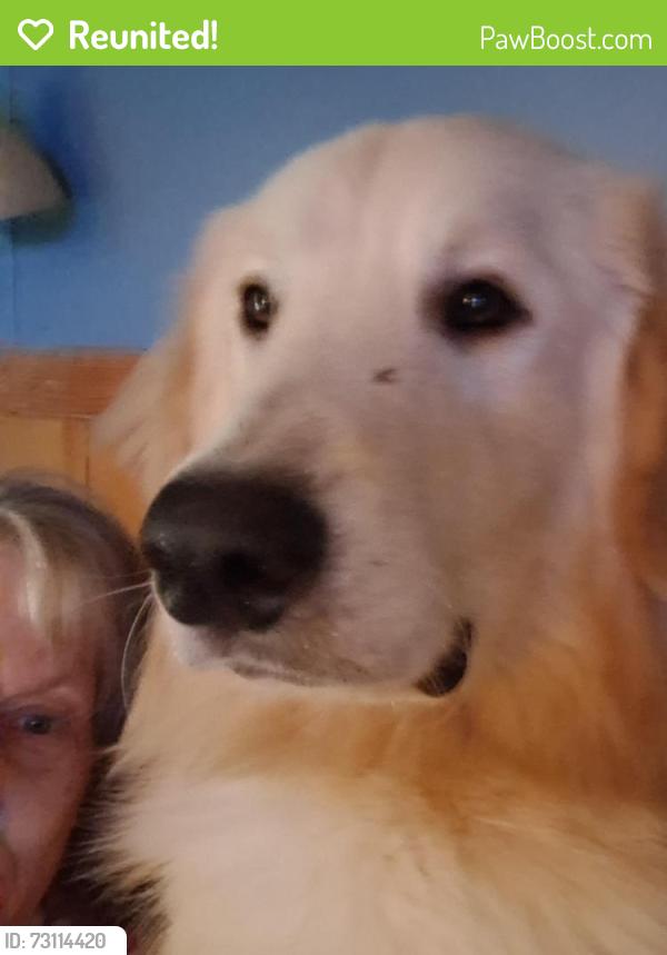Reunited Male Dog last seen General Hill rd. And Shaffer rd. Or summit springs, Flat Rock, NC 28731