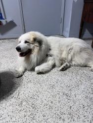 Reunited Male Dog last seen Grotto, Port St. Lucie, FL 34953