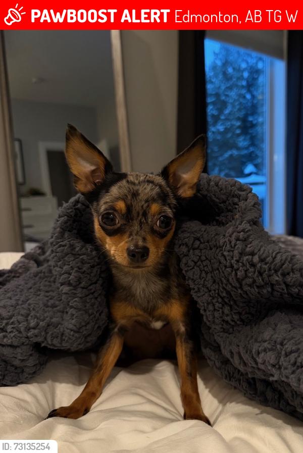 Lost Female Dog last seen Near 96 St NW, Edmonton AB T5G 1W3, Edmonton, AB T5G 1W3