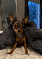 Lost Female Dog last seen Near 96 St NW, Edmonton AB T5G 1W3, Edmonton, AB T5G 1W3