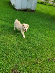 Reunited Unknown Dog last seen Near Swamp Rabbit Cafe on Cedar Lane Rd, Greenville, SC 29611
