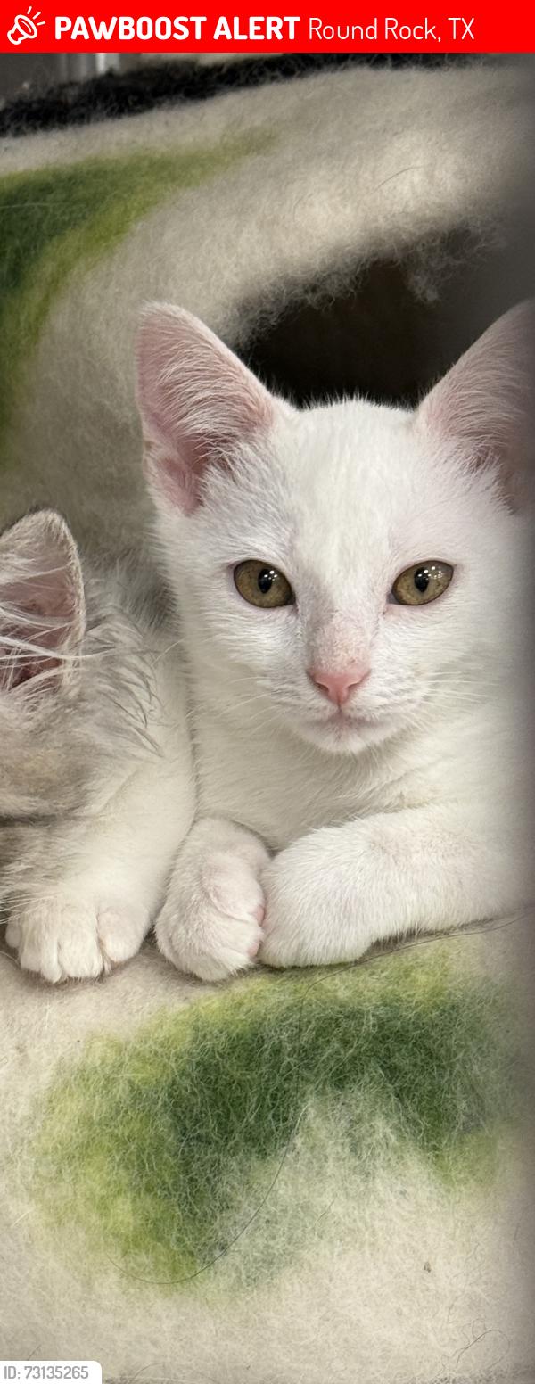 Lost Male Cat last seen Sunrise Road, Round Rock, TX 78664