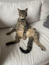 Reunited Male Cat last seen Doug leavens and lisgar dr, Mississauga, ON L5N 7G1
