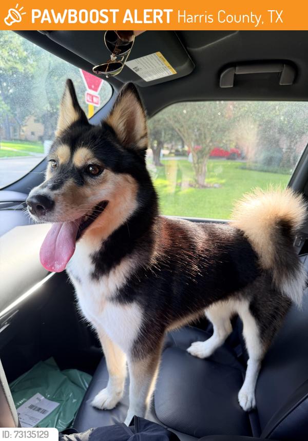 Found/Stray Female Dog last seen Majestic forest in Spring Creek Forest Neighborhood, Harris County, TX 77379