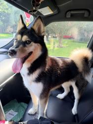 Found/Stray Female Dog last seen Majestic forest in Spring Creek Forest Neighborhood, Harris County, TX 77379