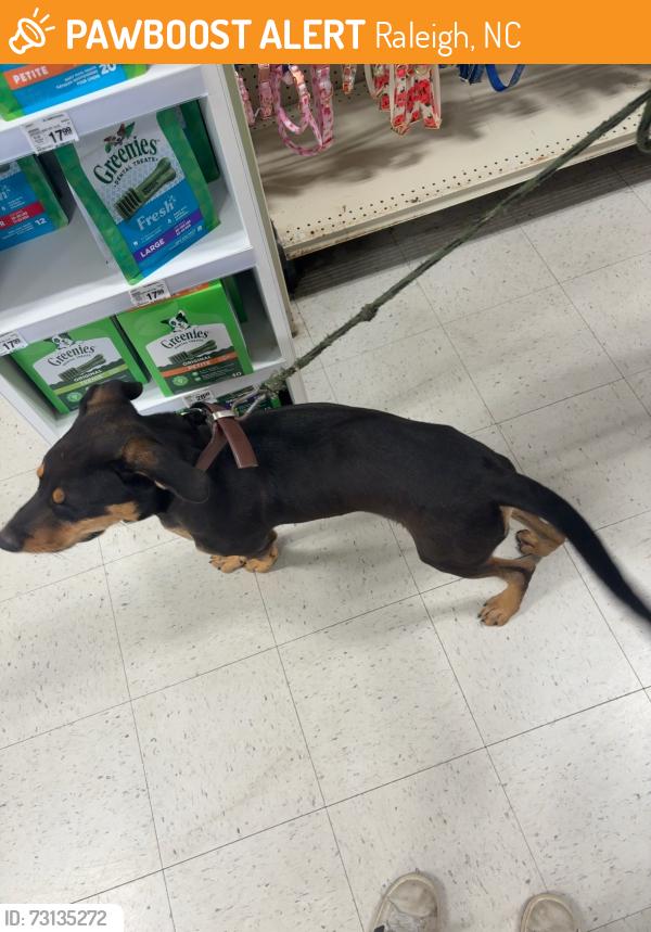 Found/Stray Male Dog last seen raleigh, Raleigh, NC 27601