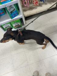 Found/Stray Male Dog last seen raleigh, Raleigh, NC 27601