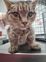 Shelter Stray Female Cat last seen Lin Creek Rd, Sevier County, TN, 1008 Old Knoxville Hwy, Sevierville, TN 37862, USA