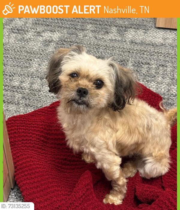 Found/Stray Female Dog last seen Meridian Street near McFerrin Park in East Nashville near downtown, Nashville, TN 37207