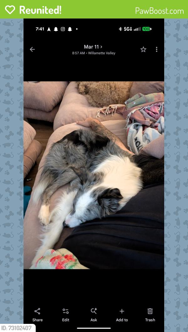 Reunited Male Dog last seen Clackamas town center, Happy Valley, OR 97086