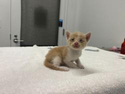 Shelter Stray Male Cat last seen Near Elmwood Ave KCMO 64132, 64132, MO, 7077 Elmwood Ave, Kansas City, MO 64132, USA