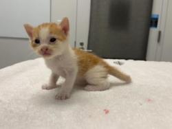 Shelter Stray Male Cat last seen Near Elmwood Ave KCMO 64132, 64132, MO, 7077 Elmwood Ave, Kansas City, MO 64132, USA