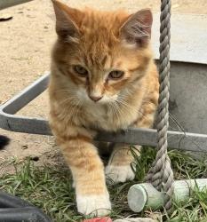 Lost Male Cat last seen Jackson Ave. and Imperial, Lynwood, CA 90262