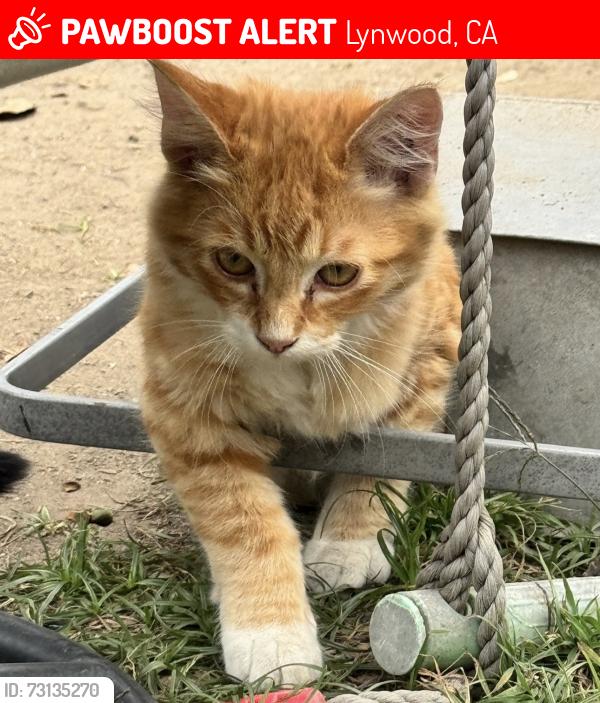 Lost Male Cat last seen Jackson Ave. and Imperial, Lynwood, CA 90262