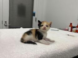Shelter Stray Female Cat last seen Near Elmwood Ave KCMO 64132, 64132, MO, 7077 Elmwood Ave, Kansas City, MO 64132, USA